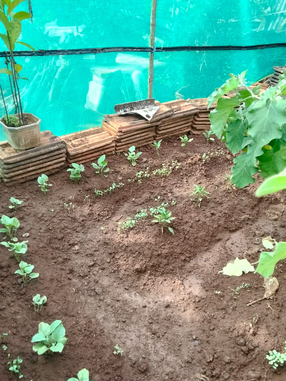 अधिक प्रतिमा 3